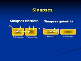 Sinapses

Sinapses elétricas               Sinapses químicas



 Pré-sináptico   Pós-sináptico   Pré-sináptico   Pós-sináptico
 