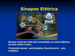 Sinapse Elétrica




Sinapse: local por onde são transmitidos os sinais elétricos
de uma célula a outra.
O terminal axonal - pré-sináptico, Neurônio-alvo - pós-
sináptico.
 