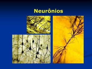 Neurônios
 