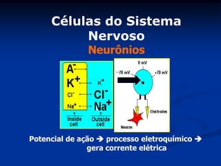 Células do Sistema
          Nervoso
              Neurônios




Potencial de ação  processo eletroquímico 
               gera corrente elétrica
 