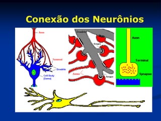 Conexão dos Neurônios
 