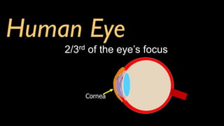 2/3rd of the eye’s focus
 