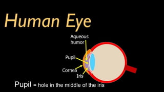 Pupil = hole in the middle of the iris
 