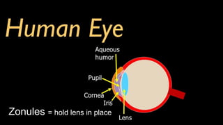 Zonules = hold lens in place
 