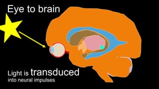 Eye to brain
Light is transduced
into neural impulses
 