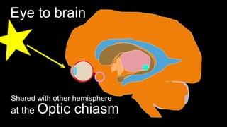 Eye to brain
at the Optic chiasm
Shared with other hemisphere
 