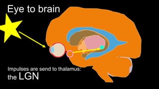 Eye to brain
the LGN
Impulses are send to thalamus:
 
