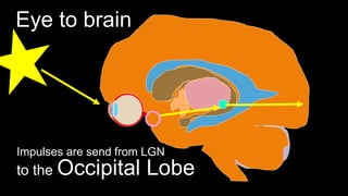 Eye to brain
to the Occipital Lobe
Impulses are send from LGN
 