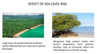 EFFECT OF SEA LEVEL RISE
Mangroves help protect coasts and
human populations from extreme
weather, such as hurricanes which are
intensifying due to climate change.
Large tracts of coastal lowland rainforest
will be affected that can make some species
destroyed.
 