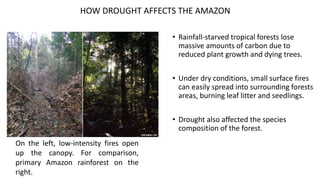 • Rainfall-starved tropical forests lose
massive amounts of carbon due to
reduced plant growth and dying trees.
• Under dry conditions, small surface fires
can easily spread into surrounding forests
areas, burning leaf litter and seedlings.
• Drought also affected the species
composition of the forest.
On the left, low-intensity fires open
up the canopy. For comparison,
primary Amazon rainforest on the
right.
HOW DROUGHT AFFECTS THE AMAZON
 