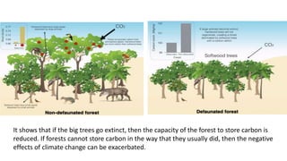 It shows that if the big trees go extinct, then the capacity of the forest to store carbon is
reduced. If forests cannot store carbon in the way that they usually did, then the negative
effects of climate change can be exacerbated.
 