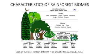 Each of the level contain different type of niche for plant and animal
CHARACTERISTICS OF RAINFOREST BIOMES
 