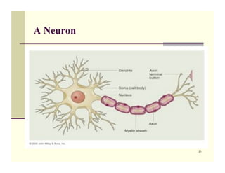A Neuron




           31
 