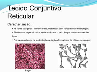 Tecido Conjuntivo
Reticular
Caracterização :
   • As fibras colágenas formam redes, mescladas com fibroblastos e macrófagos;
   • Fibroblastos especializados ajudam a formar o retículo que sustenta as células
   livres
   • Forma o arcabouço de sustentação de órgãos formadores de células do sangue,




                Baço
 