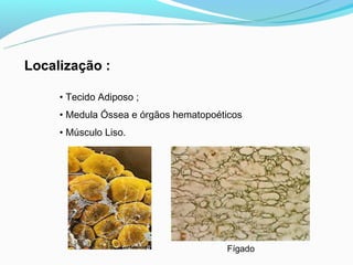 Localização :

     • Tecido Adiposo ;
     • Medula Óssea e órgãos hematopoéticos
     • Músculo Liso.




                                       Fígado
 