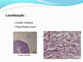 Localização :

     • Cordão Umbilical
     • Polpa Dental Jovem




        Cordão Umbilical
 