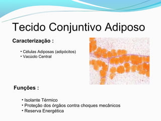 Tecido Conjuntivo Adiposo
Caracterização :
   • Células Adiposas (adipócitos)
   • Vacúolo Central




Funções :

   • Isolante Térmico
   • Proteção dos órgãos contra choques mecânicos
   • Reserva Energética
 