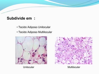 Subdivide em :

    • Tecido Adiposo Unilocular
    • Tecido Adiposo Multilocular




         Unilocular                 Multilocular
 