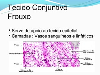 Tecido Conjuntivo
Frouxo
 Serve de apoio ao tecido epitelial
 Camadas : Vasos sanguíneos e linfáticos
 
