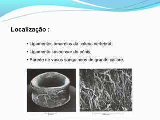 Localização :

     • Ligamentos amarelos da coluna vertebral;
     • Ligamento suspensor do pênis;
     • Parede de vasos sanguíneos de grande calibre.
 