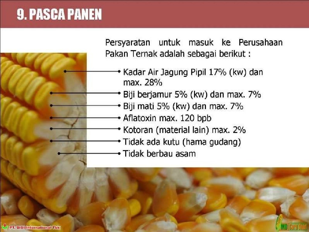 Teknologi Budidaya Jagung Hibrida Teknologi Budidaya Jagung Hibrida