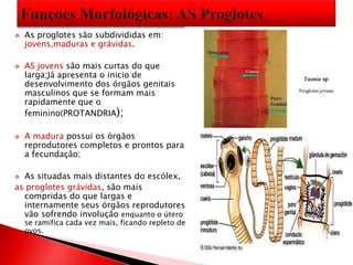  As proglotes são subdivididas em:
jovens,maduras e grávidas.
 AS jovens são mais curtas do que
larga;Já apresenta o inicio de
desenvolvimento dos órgãos genitais
masculinos que se formam mais
rapidamente que o
feminino(PROTANDRIA);
 A madura possui os órgãos
reprodutores completos e prontos para
a fecundação;
 As situadas mais distantes do escólex,
as proglotes grávidas, são mais
compridas do que largas e
internamente seus órgãos reprodutores
vão sofrendo involução enquanto o útero
se ramifica cada vez mais, ficando repleto de
ovos.
 