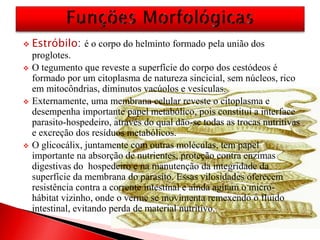  Estróbilo: é o corpo do helminto formado pela união dos
proglotes.
 O tegumento que reveste a superfície do corpo dos cestódeos é
formado por um citoplasma de natureza sincicial, sem núcleos, rico
em mitocôndrias, diminutos vacúolos e vesículas.
 Externamente, uma membrana celular reveste o citoplasma e
desempenha importante papel metabólico, pois constitui a interface
parasito-hospedeiro, através do qual dão-se todas as trocas nutritivas
e excreção dos resíduos metabólicos.
 O glicocálix, juntamente com outras moléculas, tem papel
importante na absorção de nutrientes, proteção contra enzimas
digestivas do hospedeiro e na manutenção da integridade da
superfície da membrana do parasito. Essas vilosidades oferecem
resistência contra a corrente intestinal e ainda agitam o micro-
hábitat vizinho, onde o verme se movimenta remexendo o fluido
intestinal, evitando perda de material nutritivo.
 