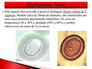  Pelo aspecto dos ovos não é possível distinguir Taenia solium de T.
saginata. Medem cerca de 30mm de diâmetro, são constituídos por
uma casca protetora denominada embrióforo. Os ovos em
temperatura (20 a 30ºC), umidade (50% a 80%) e sombra
sobrevivem em torno de 4 a 6 meses.
 