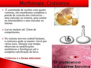 É constituído de escólex com quatro
ventosas, três membranas compõem a
parede da vesícula dos cisticercos –
uma cuticular ou externa, uma celular
ou intermediária e uma reticular ou
interna.
 Larvas medem até 12mm de
comprimento.
 No sistema nervoso central humano,
o cisticerco pode se manter viável por
vários anos. Durante este tempo,
observam-se modificações
anatômicas e fisiológicas até a
completa calcificação da larva.
 Cisticerco é a forma infectante
 