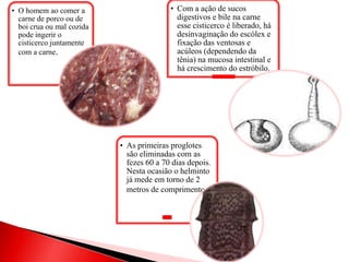 • O homem ao comer a
carne de porco ou de
boi crua ou mal cozida
pode ingerir o
cisticerco juntamente
com a carne.
• Com a ação de sucos
digestivos e bile na carne
esse cisticerco é liberado, há
desinvaginação do escólex e
fixação das ventosas e
acúleos (dependendo da
tênia) na mucosa intestinal e
há crescimento do estróbilo.
• As primeiras proglotes
são eliminadas com as
fezes 60 a 70 dias depois.
Nesta ocasião o helminto
já mede em torno de 2
metros de comprimento.
 