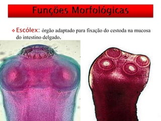  Escólex: órgão adaptado para fixação do cestoda na mucosa
do intestino delgado.
 