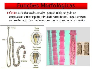  Colo: está abaixo do escólex, porção mais delgada do
corpo,estão em constante atividade reprodutora, dando origem
ás proglotes jovens.É conhecido como a zona do crescimento.
 