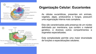 As células eucarióticas, presentes em animais,
vegetais, algas, protozoários e fungos, possuem
uma organização interna mais complexa.
Elas são caracterizadas pela presença de um núcleo
delimitado por membrana, que contém o material
genético, e diversos outros compartimentos e
organelas especializadas.
Esta complexidade permite uma maior diversidade
de funções e especializações celulares.
Organização Celular: Eucariontes
 