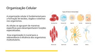 Organização Celular
A organização celular é fundamental para
a formação de tecidos, órgãos e sistemas
nos organismos.
As células se agrupam de maneiras
específicas para desempenharem funções
especializadas.
Essa organização é crucial para a
sobrevivência e eficiência dos organismos
multicelulares.
 
