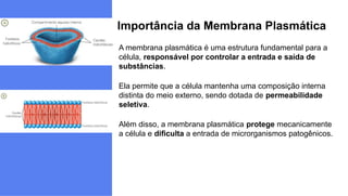 Importância da Membrana Plasmática
A membrana plasmática é uma estrutura fundamental para a
célula, responsável por controlar a entrada e saída de
substâncias.
Ela permite que a célula mantenha uma composição interna
distinta do meio externo, sendo dotada de permeabilidade
seletiva.
Além disso, a membrana plasmática protege mecanicamente
a célula e dificulta a entrada de microrganismos patogênicos.
 