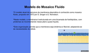 Modelo do Mosaico Fluido
O modelo atual da estrutura da membrana plasmática é conhecido como mosaico
fluido, proposto em 1972 por S. Singer e G. Nicholson.
Neste modelo, a membrana é estruturada em uma bicamada de fosfolipídios, com
proteínas se movimentando nesse plano quase líquido.
Esta organização permite que a membrana seja dinâmica e flexível, adaptando-se
às necessidades da célula.
 