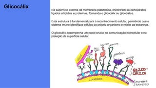 Glicocálix Na superfície externa da membrana plasmática, encontram-se carboidratos
ligados a lipídios e proteínas, formando o glicocálix ou glicocálice.
Esta estrutura é fundamental para o reconhecimento celular, permitindo que o
sistema imune identifique células do próprio organismo e rejeite as estranhas.
O glicocálix desempenha um papel crucial na comunicação intercelular e na
proteção da superfície celular.
 