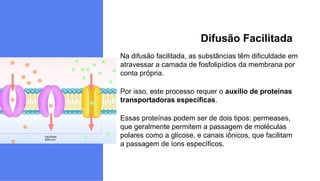 Na difusão facilitada, as substâncias têm dificuldade em
atravessar a camada de fosfolipídios da membrana por
conta própria.
Por isso, este processo requer o auxílio de proteínas
transportadoras específicas.
Essas proteínas podem ser de dois tipos: permeases,
que geralmente permitem a passagem de moléculas
polares como a glicose, e canais iônicos, que facilitam
a passagem de íons específicos.
Difusão Facilitada
 