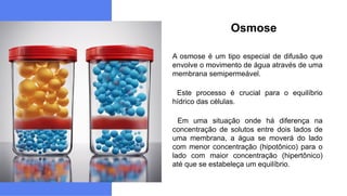 A osmose é um tipo especial de difusão que
envolve o movimento de água através de uma
membrana semipermeável.
Este processo é crucial para o equilíbrio
hídrico das células.
Em uma situação onde há diferença na
concentração de solutos entre dois lados de
uma membrana, a água se moverá do lado
com menor concentração (hipotônico) para o
lado com maior concentração (hipertônico)
até que se estabeleça um equilíbrio.
Osmose
 