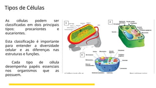 Tipos de Células
As células podem ser
classificadas em dois principais
tipos: procariontes e
eucariontes.
Esta classificação é importante
para entender a diversidade
celular e as diferenças nas
estruturas e funções.
Cada tipo de célula
desempenha papéis essenciais
nos organismos que as
possuem.
 