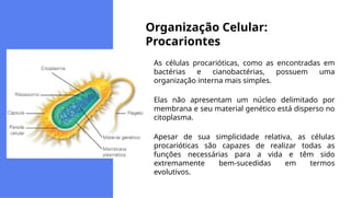 As células procarióticas, como as encontradas em
bactérias e cianobactérias, possuem uma
organização interna mais simples.
Elas não apresentam um núcleo delimitado por
membrana e seu material genético está disperso no
citoplasma.
Apesar de sua simplicidade relativa, as células
procarióticas são capazes de realizar todas as
funções necessárias para a vida e têm sido
extremamente bem-sucedidas em termos
evolutivos.
Organização Celular:
Procariontes
 