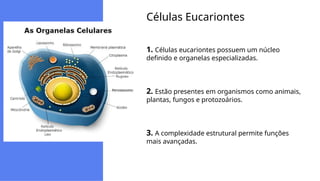 Células Eucariontes
1. Células eucariontes possuem um núcleo
definido e organelas especializadas.
2. Estão presentes em organismos como animais,
plantas, fungos e protozoários.
3. A complexidade estrutural permite funções
mais avançadas.
 