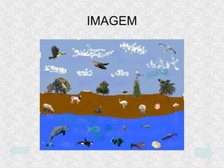 IMAGEM
 