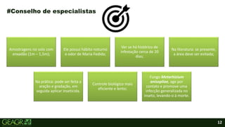 12
Amostragens no solo com
enxadão (1m – 1,5m);
Ele possui hábito noturno
e odor de Maria Fedida;
Ver se há histórico de
infestação cerca de 20
dias;
Na literatura: se presente,
a área deve ser evitada;
Na prática: pode ser feita a
aração e gradação, em
seguida aplicar inseticida.
Controle biológico mais
eficiente e lento;
Fungo Metarhizium
anisopliae, age por
contato e promove uma
infecção generalizada no
inseto, levando-o à morte.
#Conselho de especialistas
 