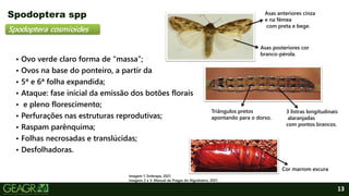 13
Spodoptera cosmioides
• Ovo verde claro forma de “massa”;
• Ovos na base do ponteiro, a partir da
• 5ª e 6ª folha expandida;
• Ataque: fase inicial da emissão dos botões florais
• e pleno florescimento;
• Perfurações nas estruturas reprodutivas;
• Raspam parênquima;
• Folhas necrosadas e translúcidas;
• Desfolhadoras.
Spodoptera spp
Asas posteriores cor
branco-pérola.
Asas anteriores cinza
e na fêmea
com preta e bege.
3 listras longitudinais
alaranjadas
com pontos brancos.
Triângulos pretos
apontando para o dorso.
Cor marrom escura
Imagem 1: Embrapa, 2021.
Imagens 2 e 3: Manual de Pragas do Algodoeiro, 2021.
 