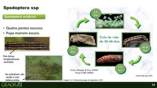 14
• Quatro pontos escuros;
• Pupa marrom escura.
Spodoptera ssp
Spodoptera eridania
Fonte: Mais Soja, 2021.
Ao eclodirem são
verde e com
cabeça preta.
Três listras
longitudionais
amarelas.
Imagem 1 e 2: Manual de pragas do algodoeiro, 2021.
 