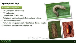 15
• “V” (mariposas e crisálidas);
• “Y” na lagarta;
• Ciclo de vida: 38 a 53 dias;
• Período de incidência: estabelecimento da cultura;
• Causam desfolhamento;
• Perfuração e raspagem de botões florais, flores e maçãs;
• Gramíneas favorecem a multiplicação.
Spodoptera ssp
Spodoptera frugiperda
Imagem 1: Pioneer sementes, 2021.
Imagens 2 e 3: Manual de pragas do algodoeiro, 2021.
 