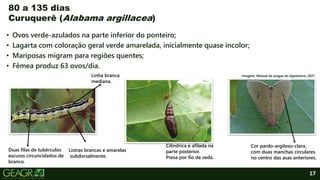 17
• Ovos verde-azulados na parte inferior do ponteiro;
• Lagarta com coloração geral verde amarelada, inicialmente quase incolor;
• Mariposas migram para regiões quentes;
• Fêmea produz 63 ovos/dia.
80 a 135 dias
Curuquerê (Alabama argillacea)
Linha branca
mediana.
Duas filas de tubérculos
escuros circuncidados de
branco.
Listras brancas e amarelas
subdorsalmente.
Cilíndrica e afilada na
parte posterior.
Presa por fio de seda.
Cor pardo-argiloso-clara,
com duas manchas circulares
no centro das asas anteriores.
Imagens: Manual de pragas do algodoeiro, 2021.
 