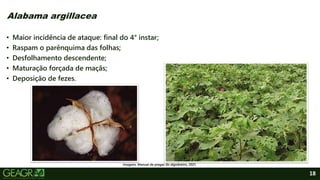 18
• Maior incidência de ataque: final do 4° instar;
• Raspam o parênquima das folhas;
• Desfolhamento descendente;
• Maturação forçada de maçãs;
• Deposição de fezes.
Alabama argillacea
Imagens: Manual de pragas do algodoeiro, 2021.
 