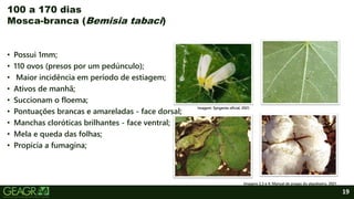 19
• Possui 1mm;
• 110 ovos (presos por um pedúnculo);
• Maior incidência em período de estiagem;
• Ativos de manhã;
• Succionam o floema;
• Pontuações brancas e amareladas - face dorsal;
• Manchas cloróticas brilhantes - face ventral;
• Mela e queda das folhas;
• Propicia a fumagina;
100 a 170 dias
Mosca-branca (Bemisia tabaci)
Imagens 2,3 e 4: Manual de pragas do algodoeiro, 2021.
Imagem: Syngenta oficial, 2021.
 